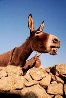 donkey22.jpg